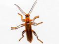 Cantharis livida